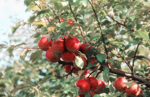 What Are Some of the Best Fruit Trees out There You Can Choose for Your Garden 3