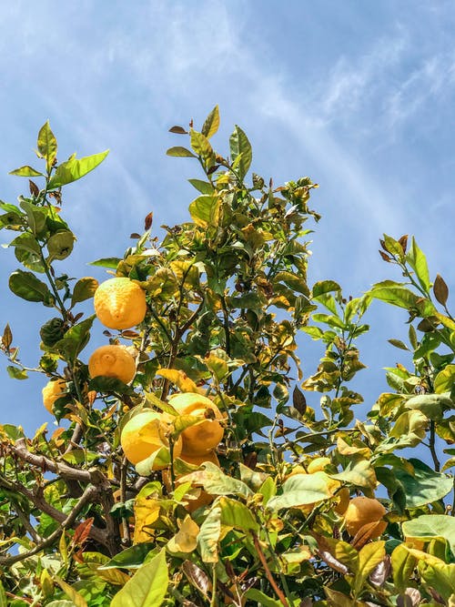 What Are Some of the Best Fruit Trees out There You Can Choose for Your Garden 4