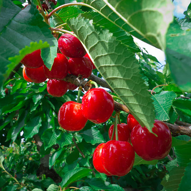 What Are Some of the Best Fruit Trees out There You Can Choose for Your Garden 3