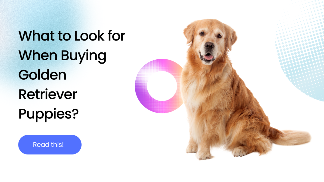 What to Look for When Buying Golden Retriever Puppies?