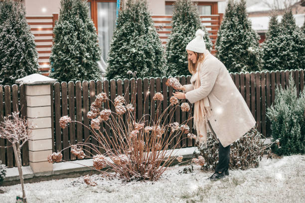 garden's winter